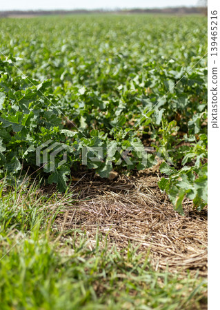 In a rural area, green plants grow in neat rows under a clear sky during the day. The ground has some grass and natural elements visible among the crops 139465216