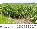 Green plants grow in neat rows across a wide field on a sunny day. The landscape shows the beauty of early spring with clear skies. The setting is quiet and full of life 139465217