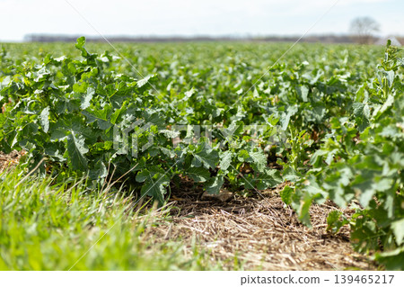 Green plants grow in neat rows across a wide field on a sunny day. The landscape shows the beauty of early spring with clear skies. The setting is quiet and full of life Green plants grow in neat rows across a wide field on a sunny day. The landscape shows the beauty of early spring with clear skies. The setting is quiet and full of life 139465217