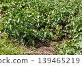 Rows of leafy green plants grow in a farm field. The plants are healthy and vibrant under the bright sunlight. The scene captures the essence of agricultural life 139465219