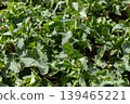 Green plants flourish in a field under the sun. The leaves spread out with a rich texture, reaching for light. Soil is dark and moist around the roots 139465221