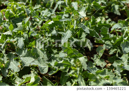 Green plants flourish in a field under the sun. The leaves spread out with a rich texture, reaching for light. Soil is dark and moist around the roots Green plants flourish in a field under the sun. The leaves spread out with a rich texture, reaching for light. Soil is dark and moist around the roots 139465221