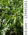 A field of green plants grows in abundance under sunlight. The leaves are healthy and vibrant, showing the life and energy of the season. The setting highlights nature's growth 139465261