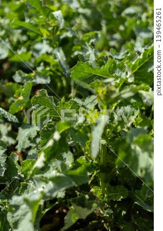A field of green plants grows in abundance under sunlight. The leaves are healthy and vibrant, showing the life and energy of the season. The setting highlights nature's growth A field of green plants grows in abundance under sunlight. The leaves are healthy and vibrant, showing the life and energy of the season. The setting highlights nature's growth 139465261