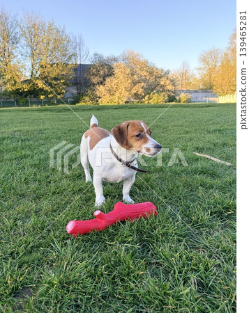 A Jack Russell Terrier plays with a rubber toy on green grass A Jack Russell Terrier plays with a rubber toy on green grass 139465281