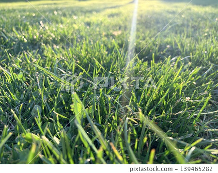 a close-up, ground-level perspective of a lush green lawn bathed in soft, golden sunlight. a close-up, ground-level perspective of a lush green lawn bathed in soft, golden sunlight. 139465282