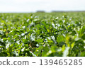 Green plants fill the field as they grow under the clear sky. The crops are well spaced, showing healthy leaves, and the landscape extends into the distance 139465285