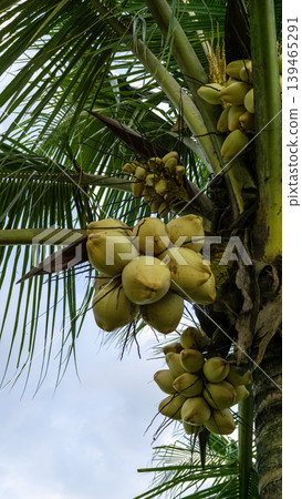 Close up of yellow coconut fruits (Cocos nucifera) hanging on a palm tree, tropical fruit. 139465291