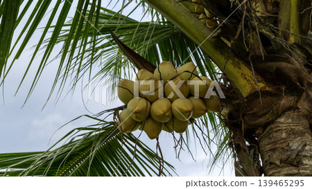Close up of yellow coconut fruits (Cocos nucifera) hanging on a palm tree, tropical fruit. Close up of yellow coconut fruits (Cocos nucifera) hanging on a palm tree, tropical fruit. 139465295