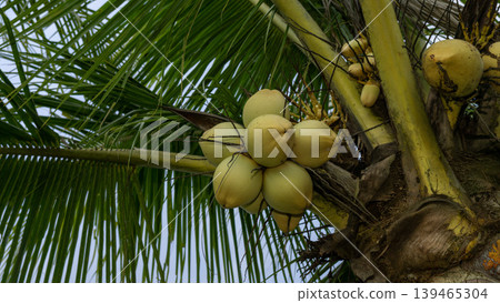 Close up of yellow coconut fruits (Cocos nucifera) hanging on a palm tree, tropical fruit. Close up of yellow coconut fruits (Cocos nucifera) hanging on a palm tree, tropical fruit. 139465304