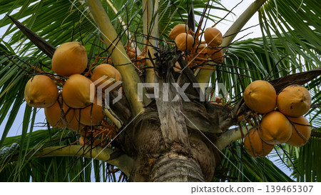 Close up of yellow coconut fruits (Cocos nucifera) hanging on a palm tree, tropical fruit. 139465307