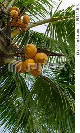 Close up of yellow coconut fruits (Cocos nucifera) hanging on a palm tree, tropical fruit. 139465308