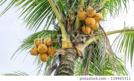Close up of yellow coconut fruits (Cocos nucifera) hanging on a palm tree, tropical fruit. Close up of yellow coconut fruits (Cocos nucifera) hanging on a palm tree, tropical fruit. 139465311