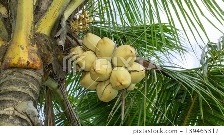 Close up of yellow coconut fruits (Cocos nucifera) hanging on a palm tree, tropical fruit. 139465312