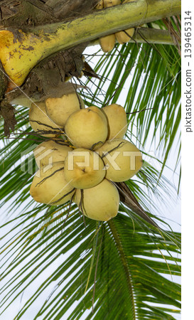 Close up of yellow coconut fruits (Cocos nucifera) hanging on a palm tree, tropical fruit. 139465314
