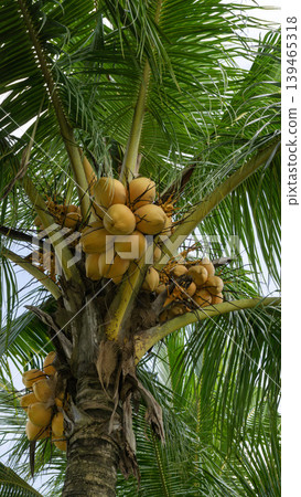 Close up of yellow coconut fruits (Cocos nucifera) hanging on a palm tree, tropical fruit. Close up of yellow coconut fruits (Cocos nucifera) hanging on a palm tree, tropical fruit. 139465318