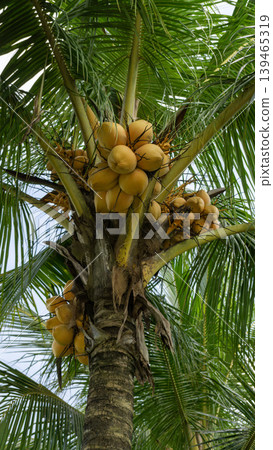 Close up of yellow coconut fruits (Cocos nucifera) hanging on a palm tree, tropical fruit. 139465319