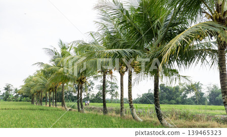 Close up of yellow coconut fruits (Cocos nucifera) hanging on a palm tree, tropical fruit. 139465323