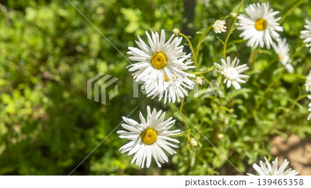 daisy daisy 139465358