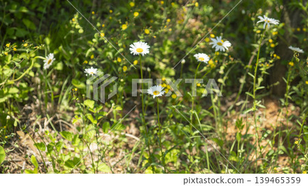 daisy daisy 139465359
