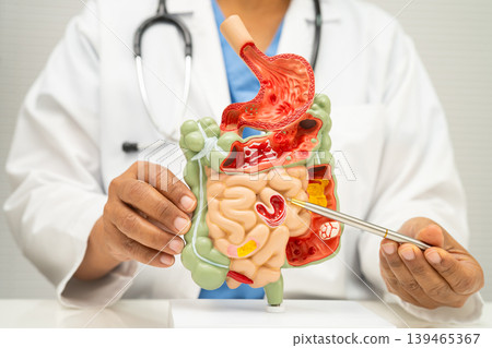 Digestive system with stomach and intestine, Asian doctor holding human model. 139465367