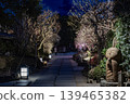 鎌倉長谷寺夜景：燈光璀璨的梅花和石板鋪就的小路。 139465382