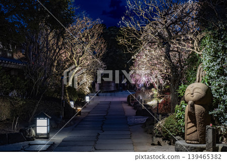 鎌倉長谷寺夜景:燈光璀璨的梅花和石板鋪就的小路。 鎌倉長谷寺夜景:燈光璀璨的梅花和石板鋪就的小路。 139465382