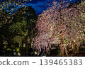 鎌倉長谷寺的垂枝梅花在燈光映襯下，呈現出美麗的春夜景色。 139465383