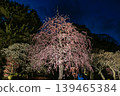 鎌倉長谷寺的垂枝梅花在夜空下熠熠生輝。 139465384