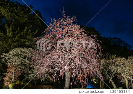 鎌倉長谷寺的垂枝梅花在夜空下熠熠生輝。 鎌倉長谷寺的垂枝梅花在夜空下熠熠生輝。 139465384