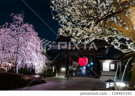 春夜裡，鎌倉長谷寺的大門和垂梅樹在燈光的襯托下熠熠生輝。 139465385