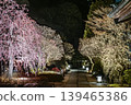 鎌倉長谷寺的道路和燈光照耀下的梅花在春夜裡熠熠生輝。 139465386