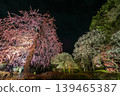 鎌倉長谷寺的垂枝梅花在夜空的襯托下熠熠生輝。 139465387