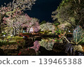 鎌倉長谷寺燈火輝煌的梅花和春夜倒映在水面上的景象。 139465388