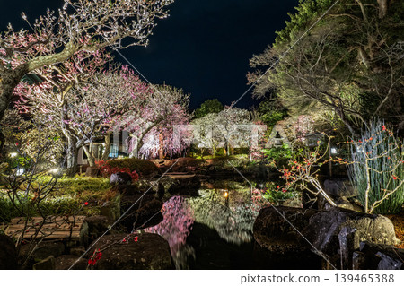 鎌倉長谷寺燈火輝煌的梅花和春夜倒映在水面上的景象。 鎌倉長谷寺燈火輝煌的梅花和春夜倒映在水面上的景象。 139465388