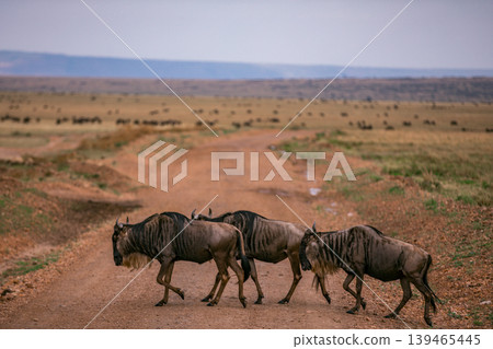 Maasai Mara National Game Reserve Park Narok County Kenya East Africa Savannah Grasslands Wilderness Landscapes Panoramic Scenic Views Wild Wildlife Animals Great Rift Valley Lions Sunset Sunrise Adve 139465445