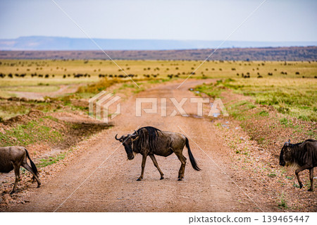 Maasai Mara National Game Reserve Park Narok County Kenya East Africa Savannah Grasslands Wilderness Landscapes Panoramic Scenic Views Wild Wildlife Animals Great Rift Valley Lions Sunset Sunrise Adve 139465447