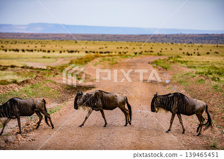 Maasai Mara National Game Reserve Park Narok County Kenya East Africa Savannah Grasslands Wilderness Landscapes Panoramic Scenic Views Wild Wildlife Animals Great Rift Valley Lions Sunset Sunrise Adve 139465451