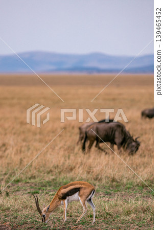 Maasai Mara National Game Reserve Park Narok County Kenya East Africa Savannah Grasslands Wilderness Landscapes Panoramic Scenic Views Wild Wildlife Animals Great Rift Valley Lions Sunset Sunrise Adve 139465452