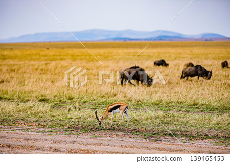 Maasai Mara National Game Reserve Park Narok County Kenya East Africa Savannah Grasslands Wilderness Landscapes Panoramic Scenic Views Wild Wildlife Animals Great Rift Valley Lions Sunset Sunrise Adve 139465453