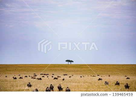 Maasai Mara National Game Reserve Park Narok County Kenya East Africa Savannah Grasslands Wilderness Landscapes Panoramic Scenic Views Wild Wildlife Animals Great Rift Valley Lions Sunset Sunrise Adve 139465459