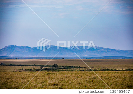 Maasai Mara National Game Reserve Park Narok County Kenya East Africa Savannah Grasslands Wilderness Landscapes Panoramic Scenic Views Wild Wildlife Animals Great Rift Valley Lions Sunset Sunrise Adve 139465467