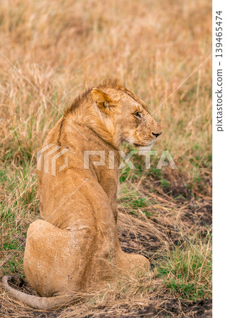 Maasai Mara National Game Reserve Park Narok County Kenya East Africa Savannah Grasslands Wilderness Landscapes Panoramic Scenic Views Wild Wildlife Animals Great Rift Valley Lions Sunset Sunrise Adve 139465474