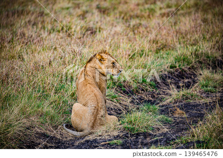 Maasai Mara National Game Reserve Park Narok County Kenya East Africa Savannah Grasslands Wilderness Landscapes Panoramic Scenic Views Wild Wildlife Animals Great Rift Valley Lions Sunset Sunrise Adve 139465476
