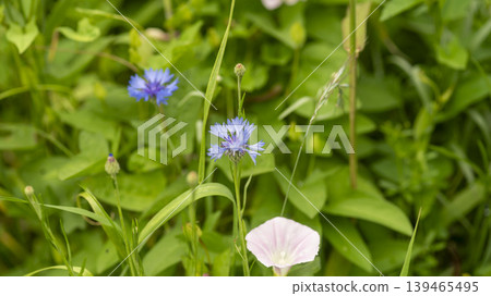 morning glory morning glory 139465495