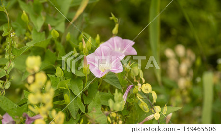 morning glory 139465506