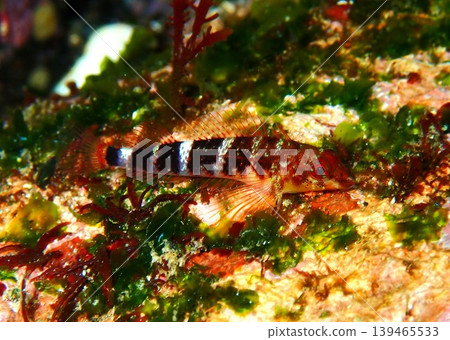 A blenny photographed on Izu Oshima Island. A blenny photographed on Izu Oshima Island. 139465533