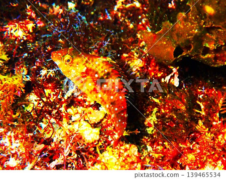 Juvenile parrotfish inhabiting the waters off Izu Oshima Island 139465534