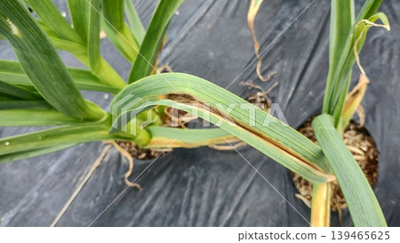 Symptoms of garlic leaf blight | Examples of the disease where the leaf tips wither first (photos) Symptoms of garlic leaf blight | Examples of the disease where the leaf tips wither first (photos) 139465625