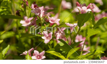 Weigela florida Weigela florida 139465647
